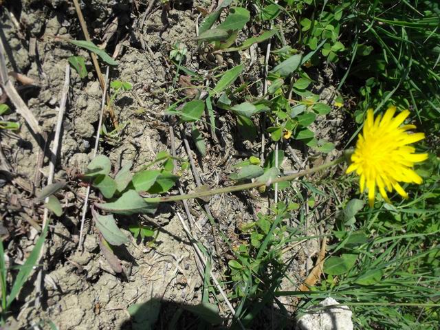 Sonchus bulbosus (=Aetheorriza bulbosa) / Radicchiella bulbosa